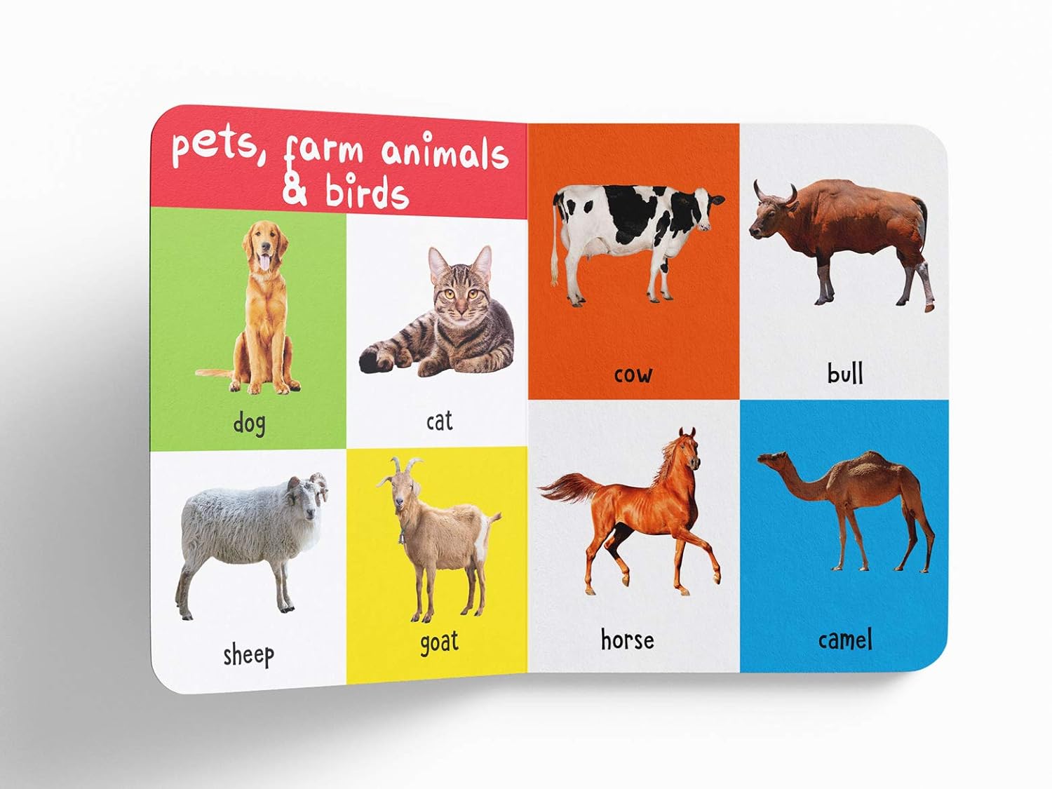 My First 100 Animals and Birds - Padded Board Book Board book