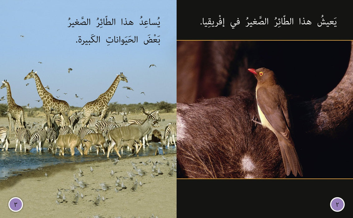 Big Cat Arabic Book (Level 8)