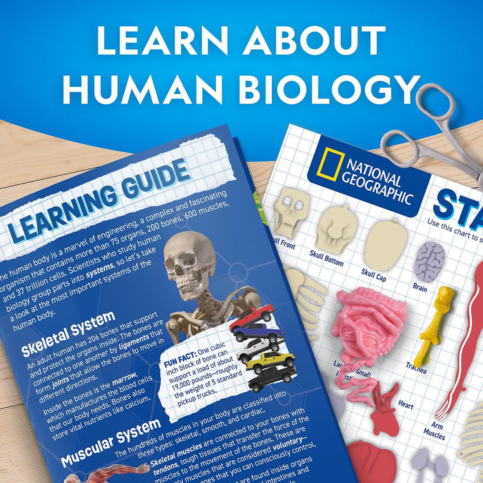 National Geographic Glow-In-The-Dark Human Body Learning Toy