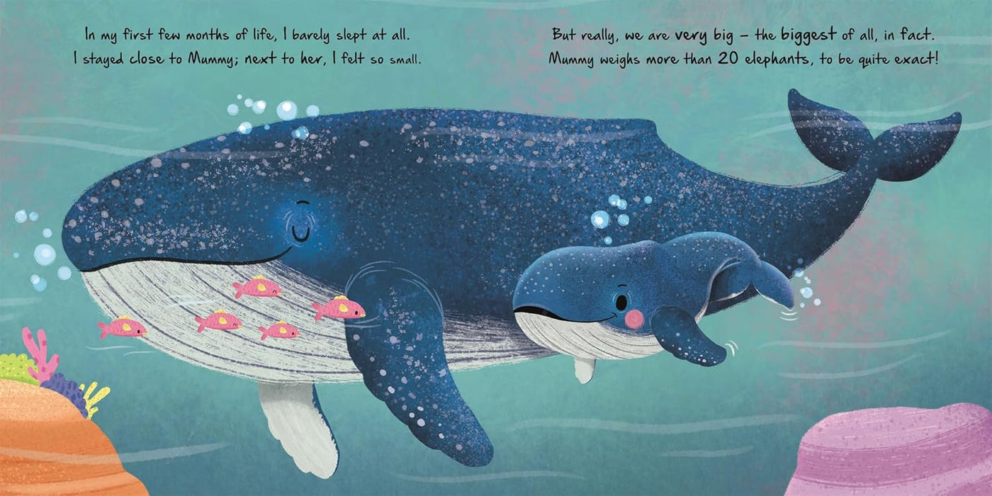 Little Whale – Little Nature Stories: An illustrated story about the life cycle of a whale