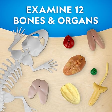 National Geographic Glow-In-The-Dark Gecko Dissection Lab Learning Toy