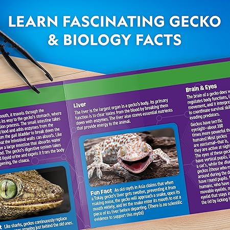 National Geographic Glow-In-The-Dark Gecko Dissection Lab Learning Toy