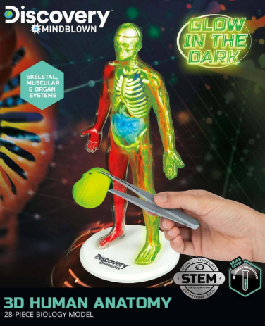 Discovery Mindblown 3d Human Anatomy 28-piece Biology Model