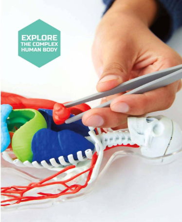 Discovery Mindblown 3d Human Anatomy 28-piece Biology Model