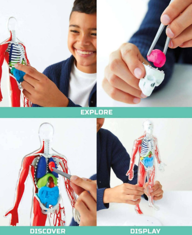 Discovery Mindblown 3d Human Anatomy 28-piece Biology Model