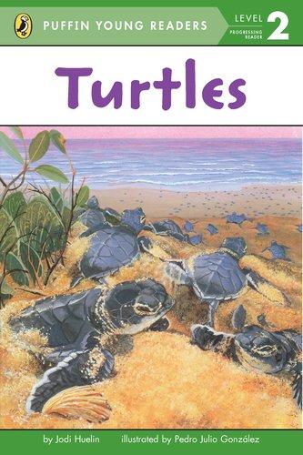 Puffin - Turtles