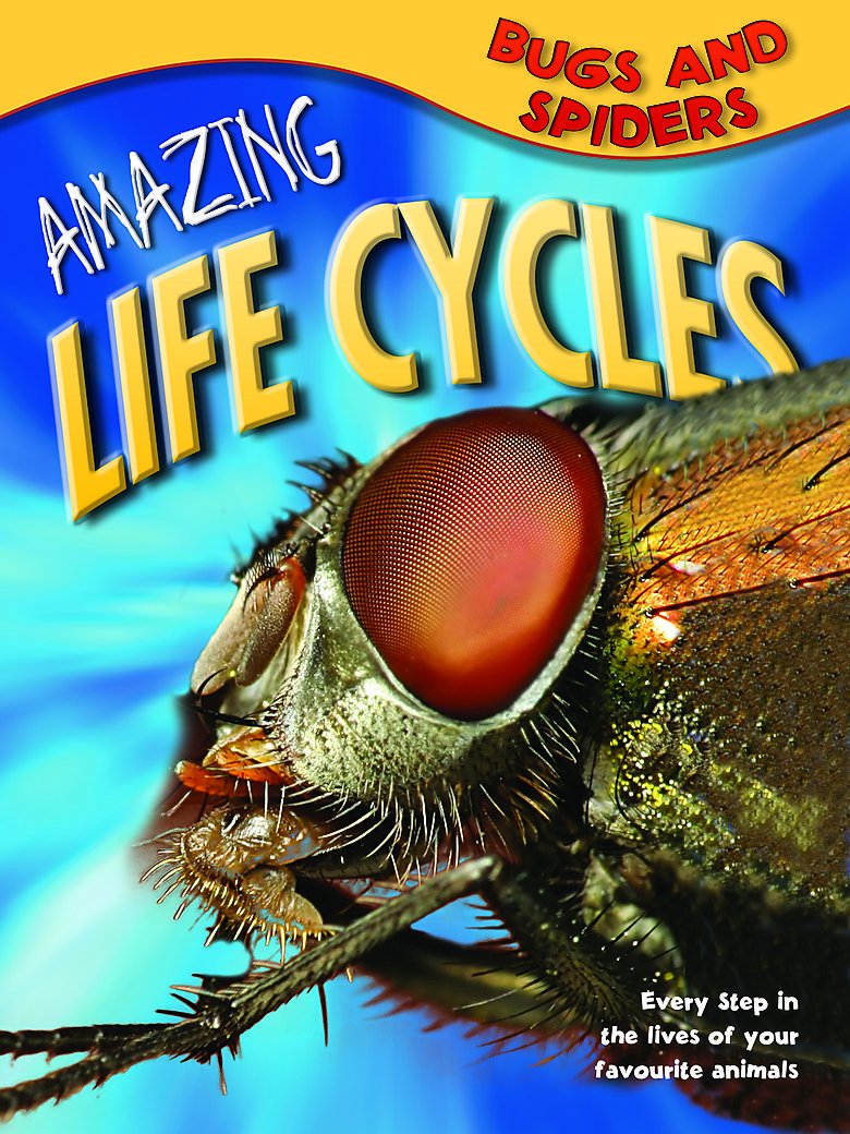 Amazing Life Cycles: Bugs and Spiders