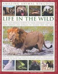Amazing Animal Kingdom Life In The Wild